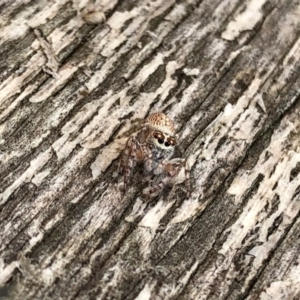 Opisthoncus grassator at Aranda, ACT - 1 Feb 2022