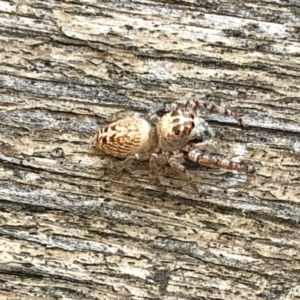 Opisthoncus grassator at Aranda, ACT - 1 Feb 2022