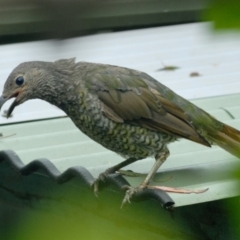 Ptilonorhynchus violaceus (Satin Bowerbird) at Aranda, ACT - 1 Feb 2022 by KMcCue