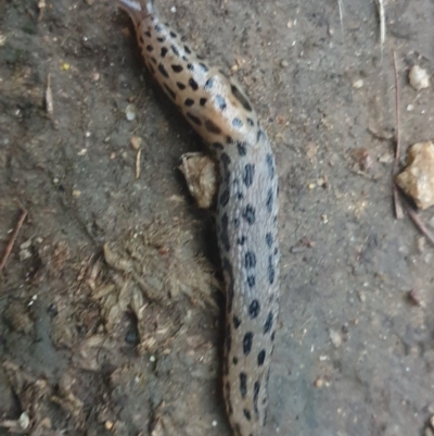 Limax maximus (Leopard Slug, Great Grey Slug) at Sullivans Creek, Turner - 1 Feb 2022 by LD12