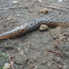 Limax maximus at Turner, ACT - 1 Feb 2022 07:58 PM