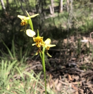 Diuris sulphurea at Bruce, ACT - suppressed