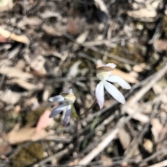 Caladenia moschata (Musky Caps) at O'Connor, ACT - 22 Oct 2021 by Rebeccaryanactgov