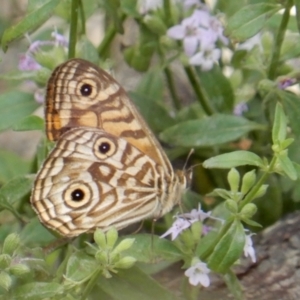 Geitoneura acantha at Boro, NSW - 1 Feb 2022