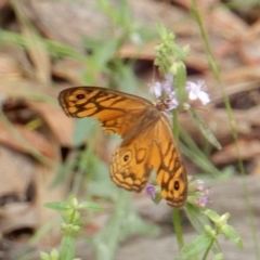 Geitoneura acantha at Boro, NSW - 1 Feb 2022