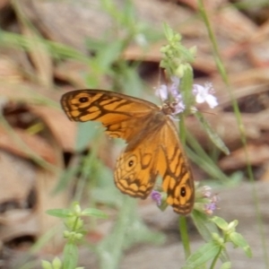 Geitoneura acantha at Boro, NSW - 1 Feb 2022