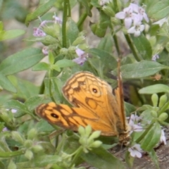 Geitoneura acantha at Boro, NSW - 1 Feb 2022