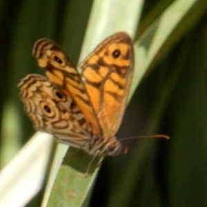 Geitoneura acantha at Boro, NSW - 1 Feb 2022