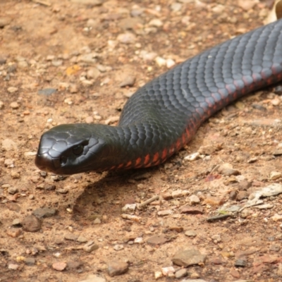 Pseudechis porphyriacus (Red-bellied Black Snake) at Namadgi National Park - 1 Feb 2022 by Christine