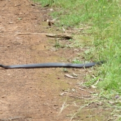 Pseudechis porphyriacus at Cotter River, ACT - 1 Feb 2022