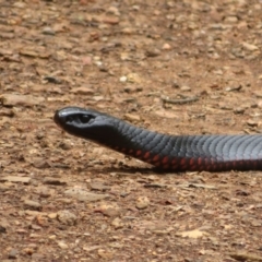 Pseudechis porphyriacus at Cotter River, ACT - 1 Feb 2022