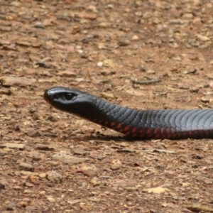 Pseudechis porphyriacus at Cotter River, ACT - 1 Feb 2022