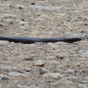 Pseudechis porphyriacus at Cotter River, ACT - 1 Feb 2022 04:56 PM