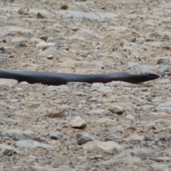 Pseudechis porphyriacus (Red-bellied Black Snake) at Lower Cotter Catchment - 1 Feb 2022 by Christine