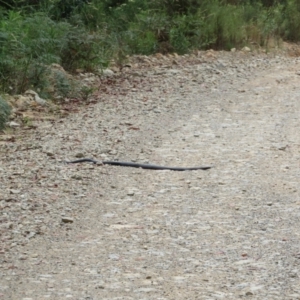 Pseudechis porphyriacus at Cotter River, ACT - 1 Feb 2022