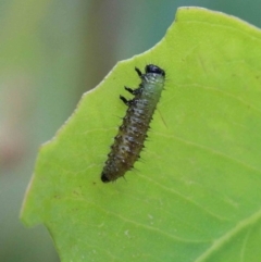 Paropsisterna beata (Blessed Leaf Beetle) at Lake Burley Griffin West - 22 Jan 2022 by ConBoekel