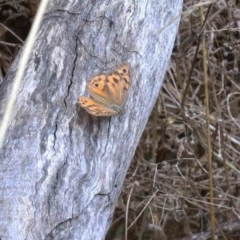 Heteronympha merope (Common Brown Butterfly) at Blue Gum Point to Attunga Bay - 22 Jan 2022 by ConBoekel