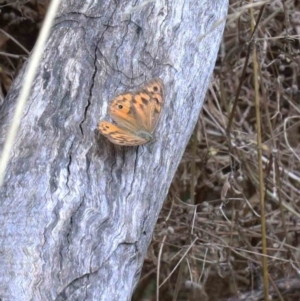 Heteronympha merope at Yarralumla, ACT - 22 Jan 2022