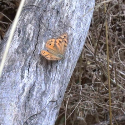 Heteronympha merope (Common Brown Butterfly) at Blue Gum Point to Attunga Bay - 22 Jan 2022 by ConBoekel