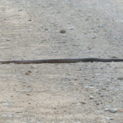 Notechis scutatus (Tiger Snake) at Cotter River, ACT - 1 Feb 2022 by Christine