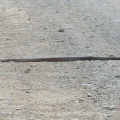 Notechis scutatus (Tiger Snake) at Namadgi National Park - 1 Feb 2022 by Christine