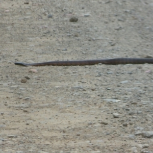 Notechis scutatus at Cotter River, ACT - 1 Feb 2022