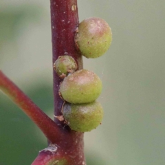 Unidentified Insect at Blue Gum Point to Attunga Bay - 22 Jan 2022 by ConBoekel