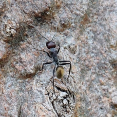 Camponotus suffusus (Golden-tailed sugar ant) at Blue Gum Point to Attunga Bay - 22 Jan 2022 by ConBoekel