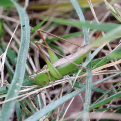 Conocephalomima barameda (False Meadow Katydid, Barameda) at Blue Gum Point to Attunga Bay - 22 Jan 2022 by ConBoekel