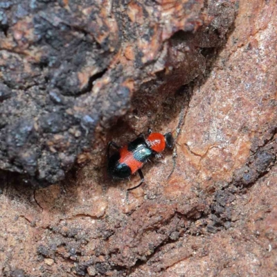 Dicranolaius cinctus (Notched-leg Red & Blue Flower Beetle) at Yarralumla, ACT - 22 Jan 2022 by ConBoekel