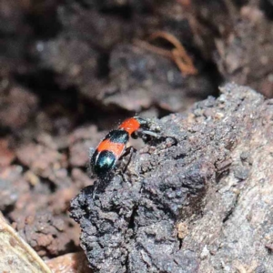 Dicranolaius bellulus at Yarralumla, ACT - 22 Jan 2022