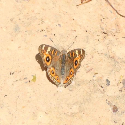 Junonia villida (Meadow Argus) at Lake Burley Griffin West - 22 Jan 2022 by ConBoekel