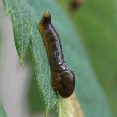 Caliroa cerasi (Pear and cherry slug) at Lake Burley Griffin West - 22 Jan 2022 by ConBoekel