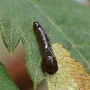 Caliroa cerasi at Yarralumla, ACT - 22 Jan 2022