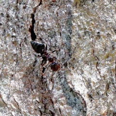 Crematogaster sp. (genus) (Acrobat ant, Cocktail ant) at Lake Burley Griffin West - 22 Jan 2022 by ConBoekel
