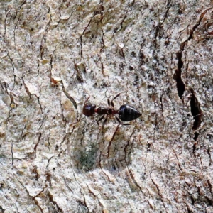 Crematogaster sp. (genus) at Yarralumla, ACT - 22 Jan 2022