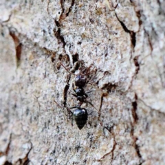 Crematogaster sp. (genus) at Yarralumla, ACT - 22 Jan 2022