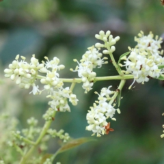 Ligustrum lucidum (Large-leaved Privet) at Blue Gum Point to Attunga Bay - 22 Jan 2022 by ConBoekel