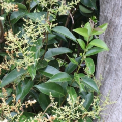 Ligustrum lucidum at Yarralumla, ACT - 22 Jan 2022 02:12 PM