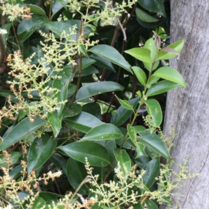 Ligustrum lucidum at Yarralumla, ACT - 22 Jan 2022 02:12 PM