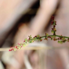 Rumex acetosella (Sheep Sorrel) at Lake Burley Griffin West - 22 Jan 2022 by ConBoekel