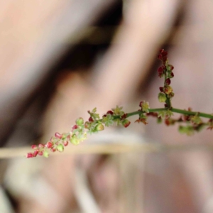 Rumex acetosella at Yarralumla, ACT - 22 Jan 2022