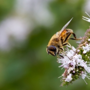 Eristalis tenax at Palmerston, ACT - 30 Jan 2022