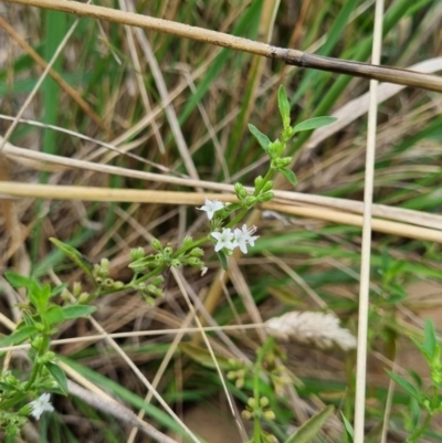Mentha diemenica (Wild Mint, Slender Mint) at Gungaderra Grasslands - 2 Feb 2022 by EmilySutcliffe
