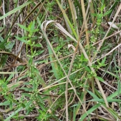 Mentha diemenica at Palmerston, ACT - 2 Feb 2022