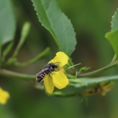 Megachile sp. (several subgenera) (Resin Bees) at Cook, ACT - 1 Feb 2022 by Tammy