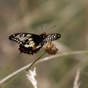 Papilio anactus at Cook, ACT - 1 Feb 2022