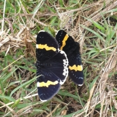 Eutrichopidia latinus (Yellow-banded Day-moth) at Googong, NSW - 2 Feb 2022 by HannahWindley