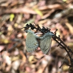 Nacaduba biocellata (Two-spotted Line-Blue) at ANU Banks Precinct - 2 Feb 2022 by PeterR