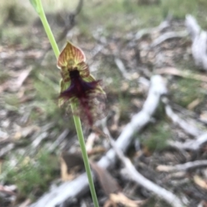 Calochilus therophilus at Molonglo Valley, ACT - 9 Jan 2022